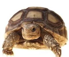 Sulcata Tortoise