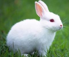 American White Rabbit