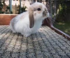 Holland Lop Rabbit