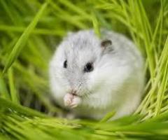 Winter white dwarf hamster